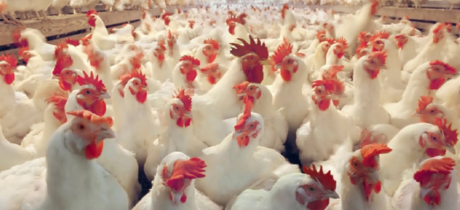 About Al-Edlah Establishment for Poultry and Import